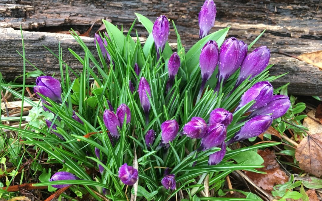 First Signs of Spring, Asheville, North Carolina – March 2019